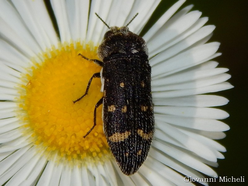 Buprestidae:  Acmaeoderella flavofasciata